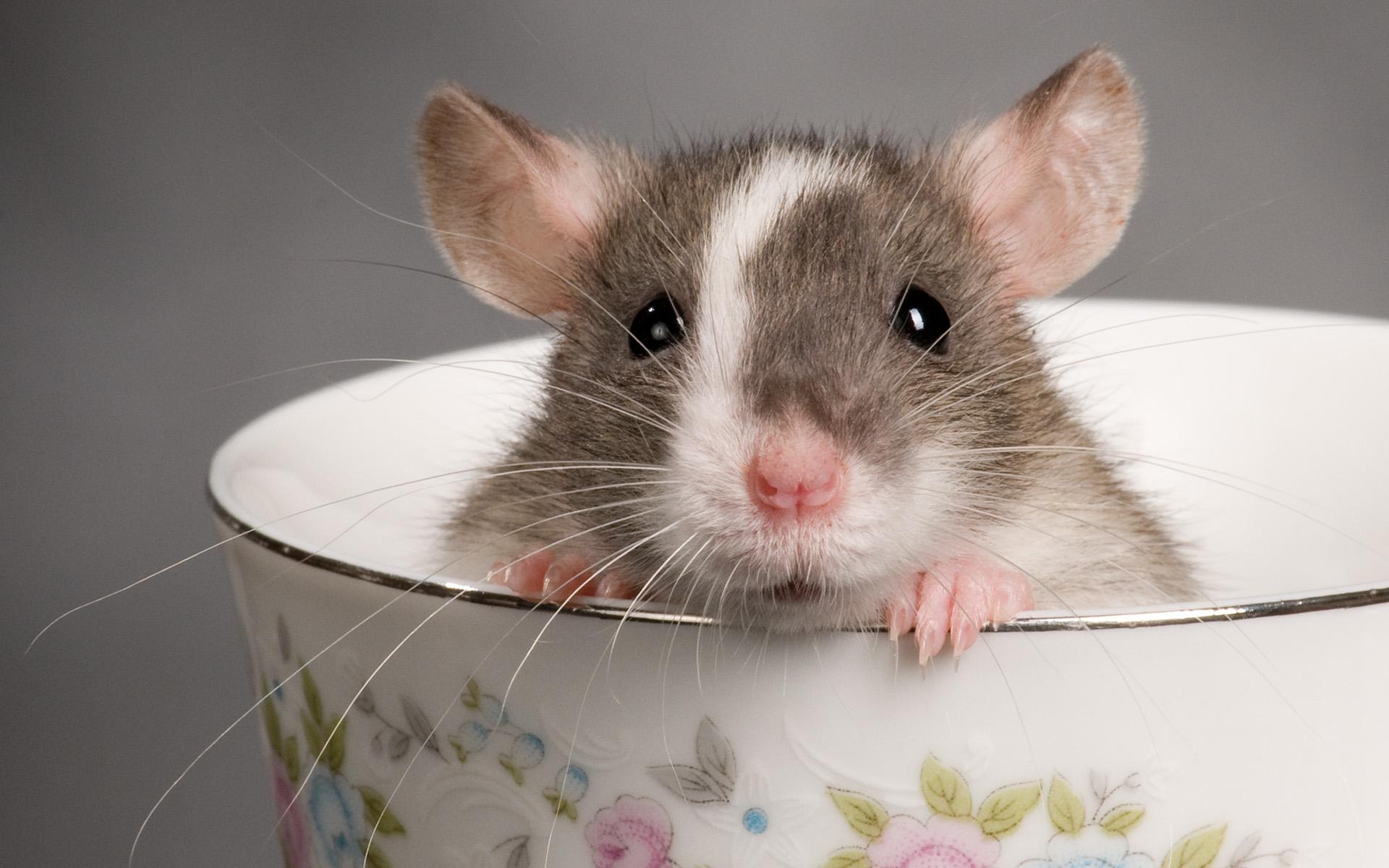 an image of a cute mouse in a teacup